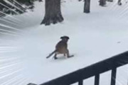 【イヌ】 庭には雪が積もっていた。そこは少し斜面になっている → 遊びだす犬はこうなった…