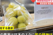 韓国、また日本の高級ぶどうをパクって無断栽培していた「日本は日帝時代に韓国の品種を盗んだ。悪口を言うな」
