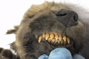 シベリア永久凍土から衝撃の発見。18,000年前の子犬