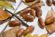 どんぐりとか言う食えもしないのにもてはやされて調子乗ってる木の実あるでしょ