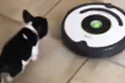 子イヌが「ルンバ」を追いかける。よし、いまだぁ♪ → 子犬はこうなる…