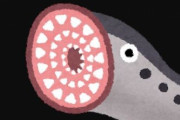 【画像】ヤツメウナギの口やばすぎワロタｗｗｗｘｗｗｗｘｗｗｗｘｗｗｗｘｗｗｗ