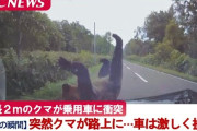 【衝撃動画】北海道のクマ、走行中の乗用車に衝突！！怖すぎる…