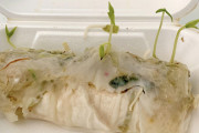 海外「食べ物を4日間机に放置した結果、大変なことになったｗｗｗ」生春巻き（サマーロール）からもやしを錬金する外国人が現る
