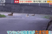 【画像】山口県、野犬が大繁殖してしまう