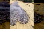 【動画】なんだこれ。川じゃないのに魚が流れてくるという不思議な光景。