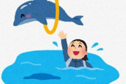 イルカ「水面からジャンプして10m上のボールにタッチw」←たったこれだけで食べていくのに困らない事実