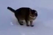 ネコたちはゴハンの時間になった。はやくはやくぅ～！ → 雪の中、猫たちが外に出てきた…