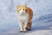 「猫チャンの通り道が雪で埋まってる・・・せや！」→バーナーで溶かそうとした結果最悪の結末に・・・