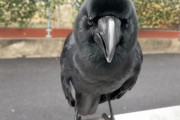 【画像】カラス、かわいすぎる