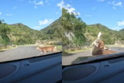 【岡山】誰の責任？サーキット走行中に鹿と衝突してしまったアルト乗りの車載映像。