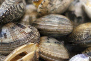 【悲報】アサリの産地偽装でピンチの熊本、表示を「熊本産」から「中国産熊本養畜」に変更