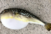 釣ったフグをその場で完食した１９歳男性、食中毒で救急搬送