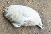 【速報】アザラシ、寝る