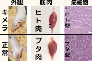 「ヒトとブタのキメラ」の作成に成功、ヒトの筋肉を持った豚との事…米ミネソタ大学！