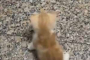 ちっこい子ネコを床にそっと置く。飼い主が歩き出す → 追いかける毛玉の破壊力がありすぎる件…