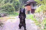 朝刊配達中に2本足で立つクマと遭遇！逃げる様子なくうろつく…養父の民家近く