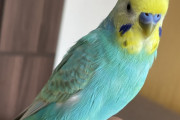 【動画】インコ、スマホを完全に使いこなす???
