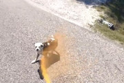 【動画】駆け寄るワンちゃんにペッパースプレーを吹きかける活動をしている自転車乗り。