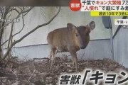 害獣「キョン」が大繁殖　千葉に7万頭超…人に慣れペットのように庭にすみ着く　「決して触れないで」と専門家