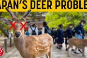 海外「こっちと同じだ！」「日本でもこれ起きてるのか！」日本でシカが増えすぎ！問題を解説した動画に反響