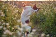 【ねこ画像】とんでもない場所から見つめてくる猫さん…なぜそんな所にwww