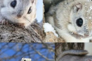 外国人が選んだユニークなマイナー生物　ニホンモモンガもランクイン