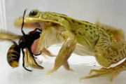【朗報】トノサマガエル🐸、スズメバチに刺されても捕食　神戸大学が解明