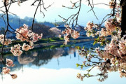 石山寺の桜が早咲きで見頃！紫式部ゆかりの聖地で花見を楽しもう