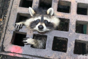 【悲報】タヌキさん、排水溝にハマってしまう…