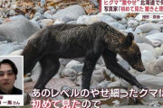 【悲報】熊さん、変わり果てた姿で発見される