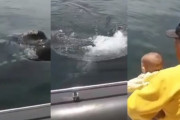 いないいないばあ！しているみたいなクジラさんに、赤ちゃん大興奮！