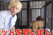【驚愕】ついにライオンを飼うYouTuberが現れるｗｗｗｗｗｗｗｗｗｗｗｗｗｗｗ