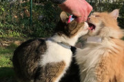 ごっめ～ん、痛かった…？おやつに夢中でお友達の舌まで噛んじゃった猫ちゃん