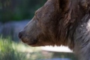 ヒグマってガチで絶滅させた方がいいと思うけどなんでしないの？