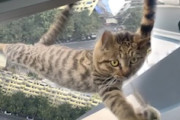 【ネコ】高層マンション15階の外にいた猫ちゃんを救った専門家のGJ動画。