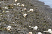 【青森】小川原湖岸にニンニク大量漂着　不法投棄か