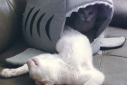【ねこ画像】病院でクリップを首元に装着される猫さん…おや？これは獣医さんの裏技のようですねwww