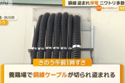 養鶏場で銅線ケーブルが切断され盗まれる　エアコンが停止し多数のニワトリが死亡
