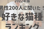男子も〈マンチカン〉好き…なんですよね？　猫好き男性の『好きなぬこランキング』発表