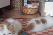 【ねこGIF】狙いを定めて正確なジャンプをキメる猫さん…飼い主さんの絶望が目に見えるようですwww