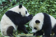 中国がパンダを日本にレンタルする理由
