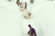 【ねこ画像】雪道とねこ、ねこさむらい、ニャインセラー ほか
