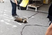 【極悪非道】妊娠した猫を韓国人が虐待！店に入って来た野良猫に腹を立て紐で縛り、金串で虐待‥　韓国の反応