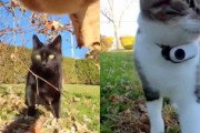 【動画】これがネコの世界。首輪に小型カメラを付けたリア充猫さんのお散歩。