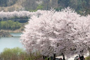 韓国人「韓国に存在する『幻想的な桜風景』が見れる場所をご存じですか？」フナ島の桜祭り、韓国式演歌やタイ焼きも楽しめる！　韓国の反応
