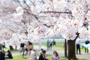 「誘われても行きません！」花見が苦手な人たちの本音と事情　「人混みやマナーの悪さに気が滅入る」「とにかく寒い」「花粉症でそれどころじゃない」