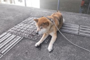 【画像】うちの柴犬は肉球濡れるのへっちゃらで暑い時は散歩中も自分から水場に行ってるwww