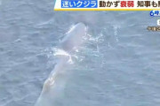 大阪湾にクジラが迷い込む　2年連続2回目