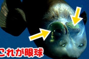 【閲覧注意】すげーきもい魚たちの画像